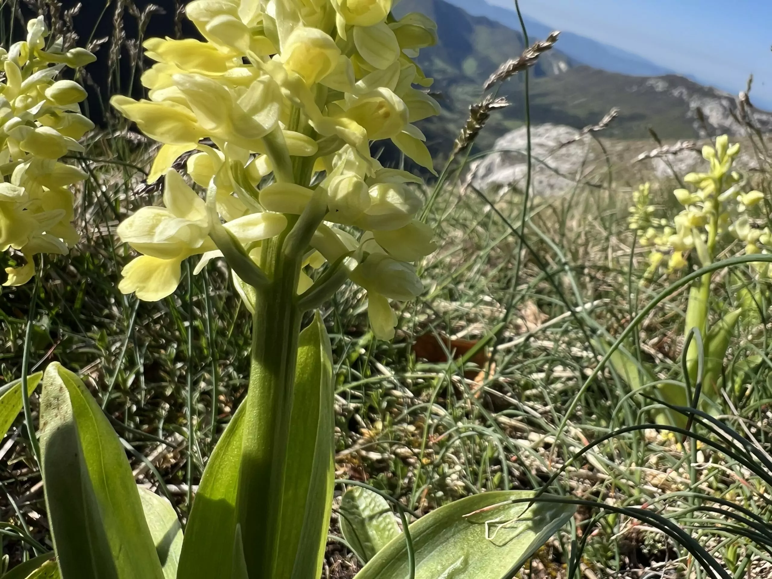 A la rencontre des orchidées sauvages – Image 3