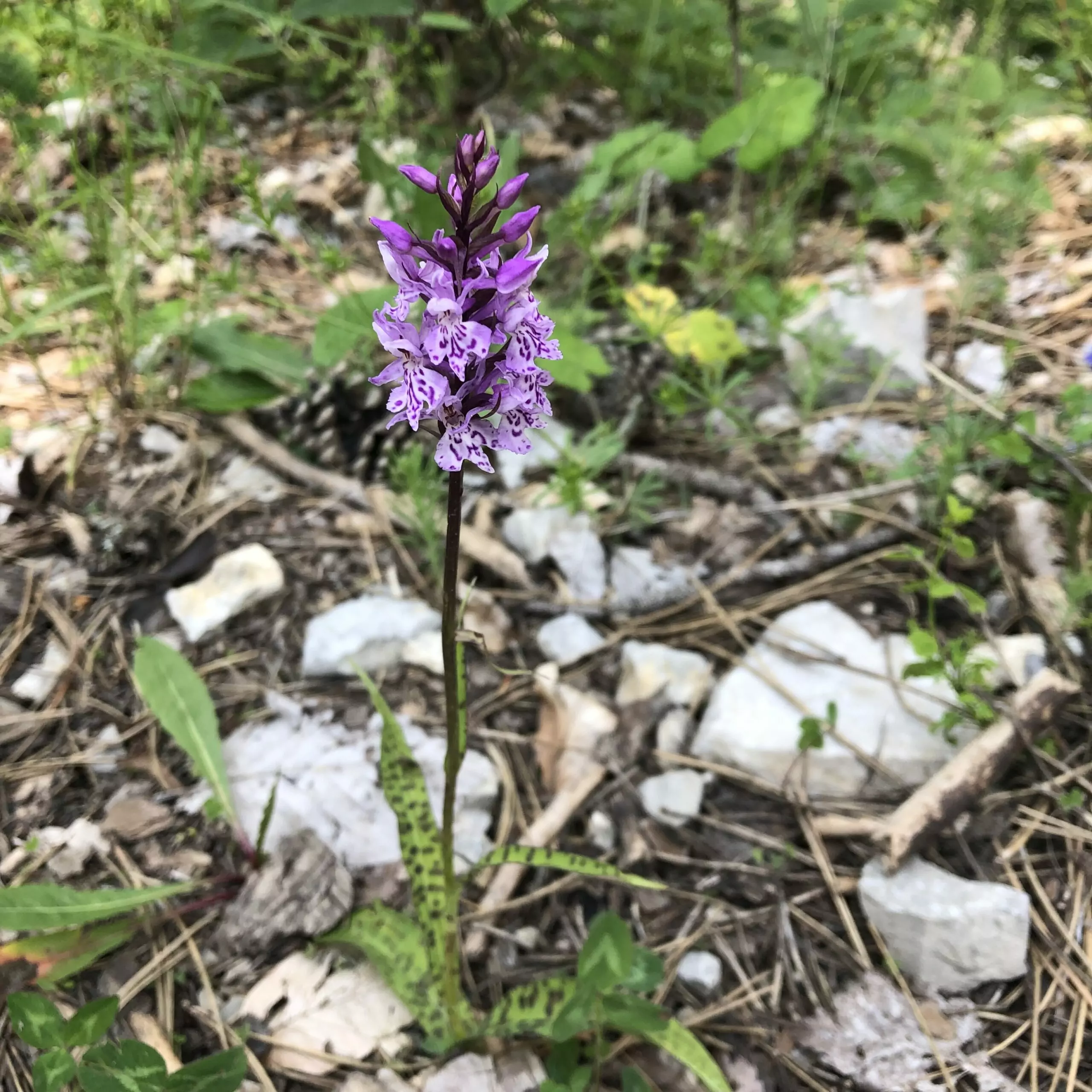 A la rencontre des orchidées sauvages – Image 4