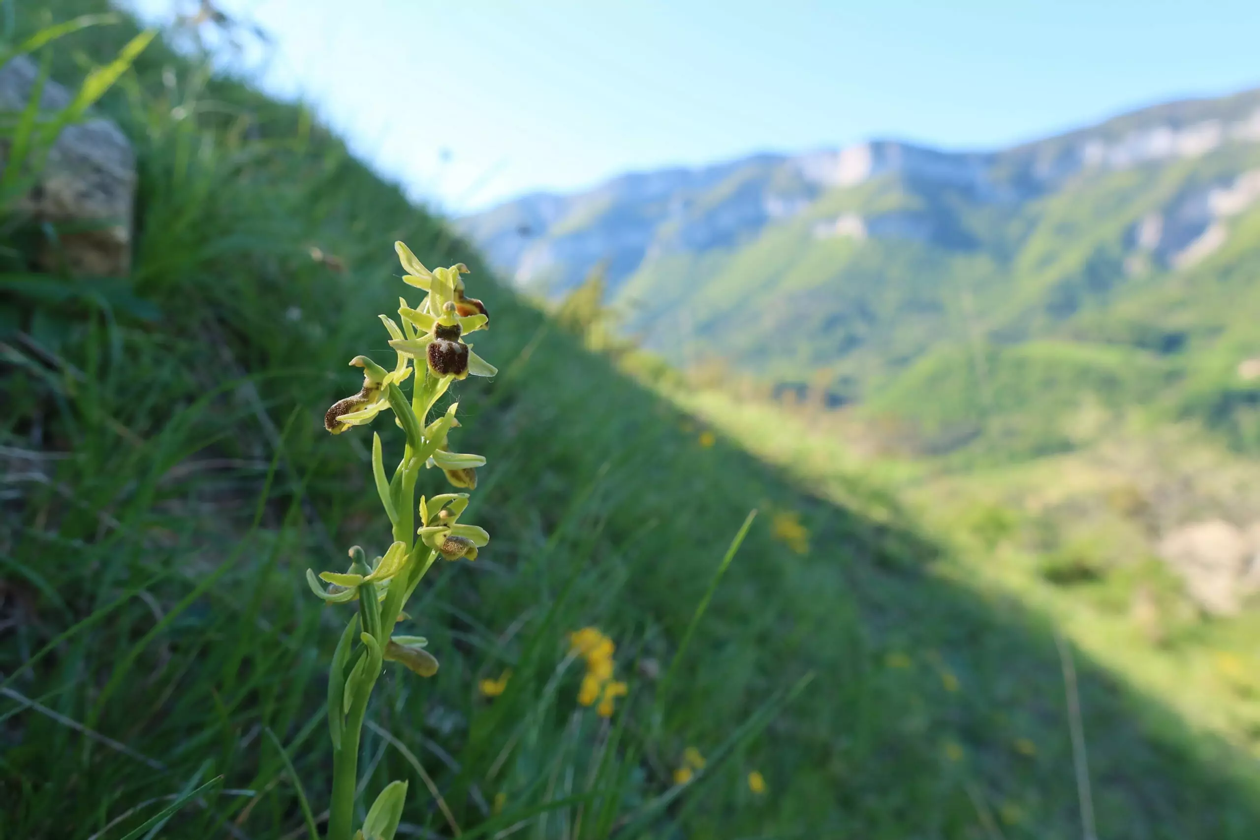 orchidée drome