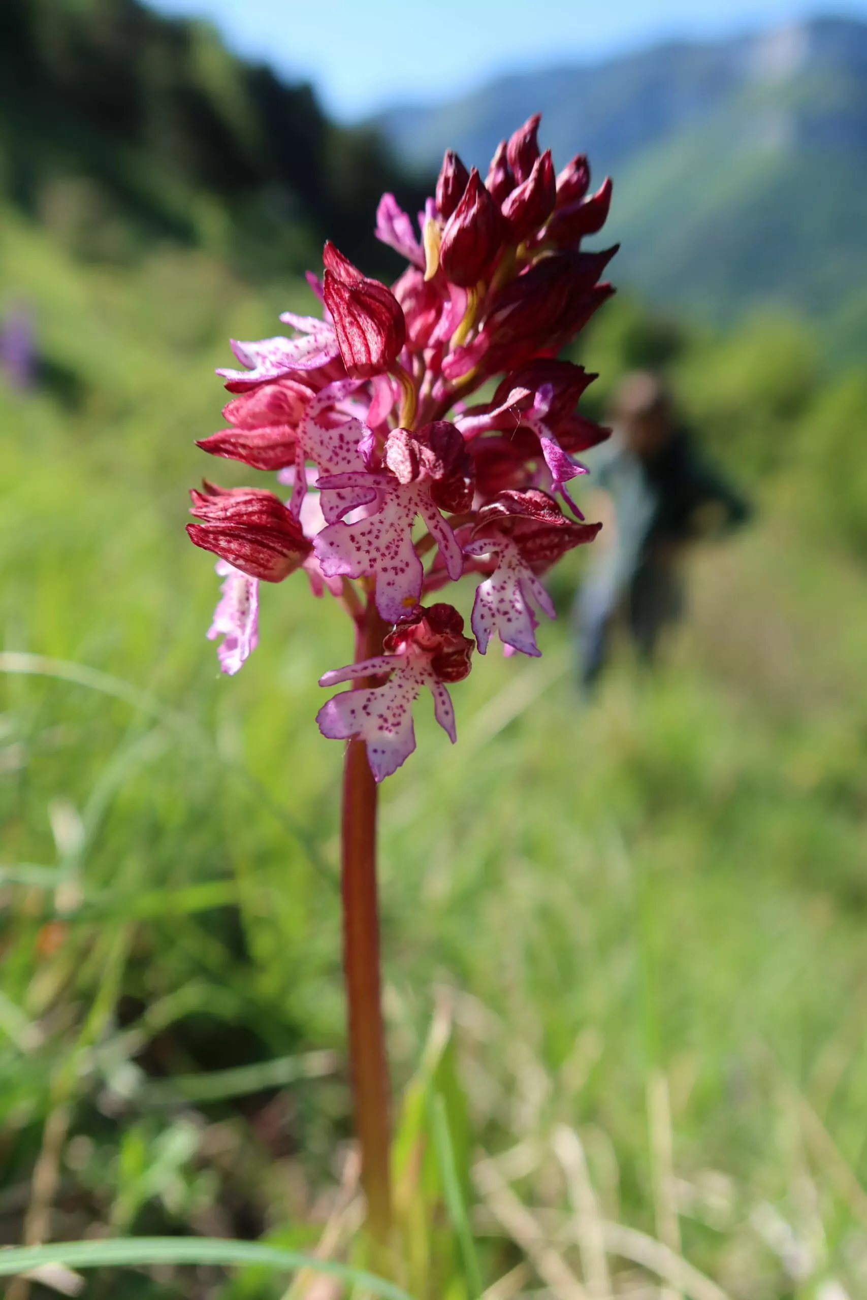 A la rencontre des orchidées sauvages – Image 11