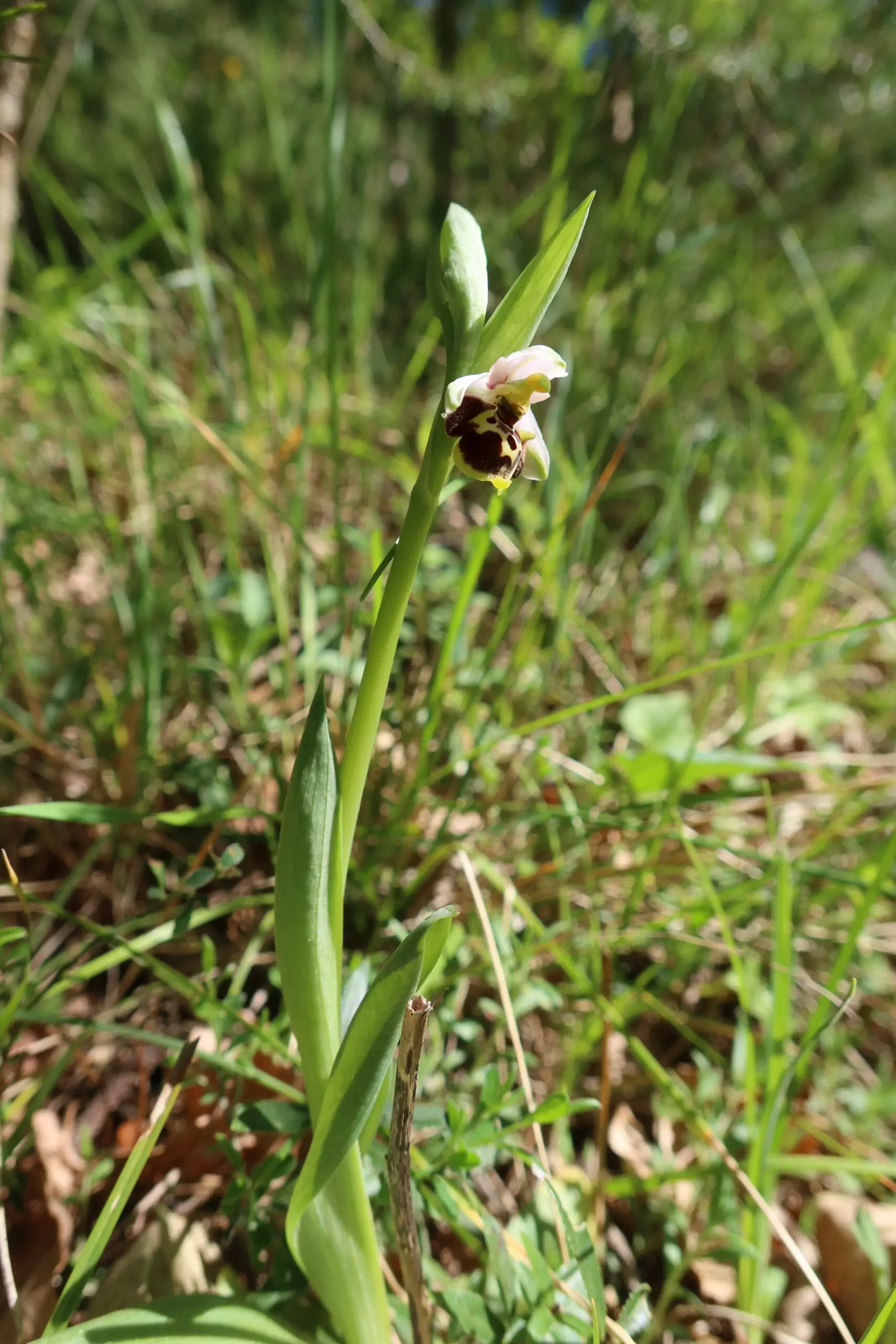 A la rencontre des orchidées sauvages – Image 13