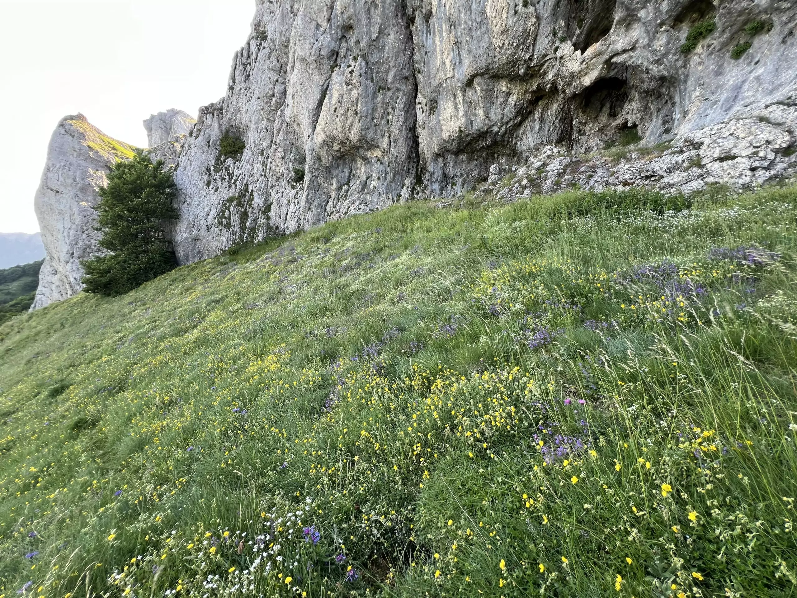 A la rencontre des orchidées sauvages – Image 8