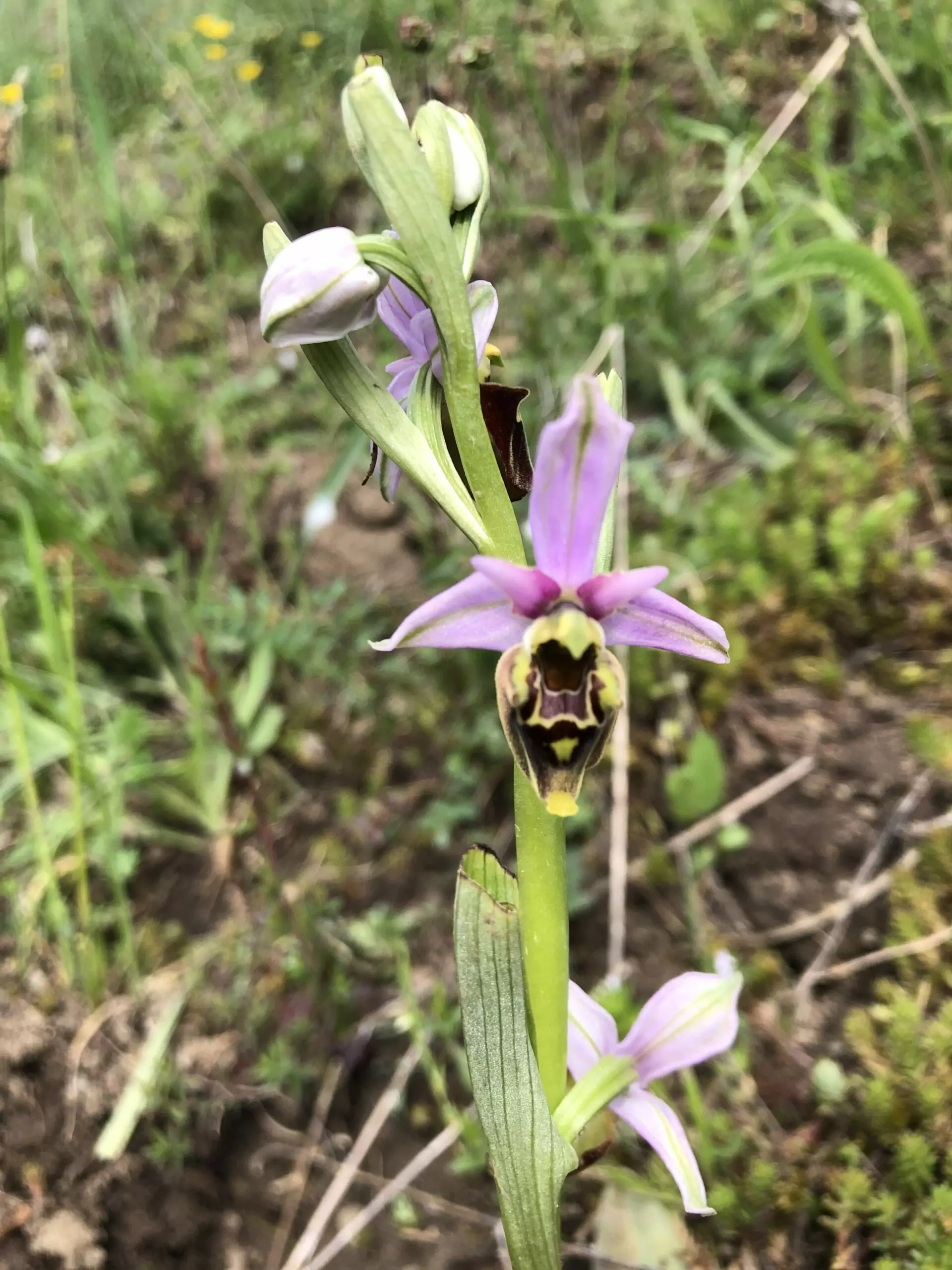 A la rencontre des orchidées sauvages – Image 6