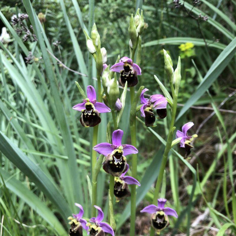 A la rencontre des orchidées sauvages