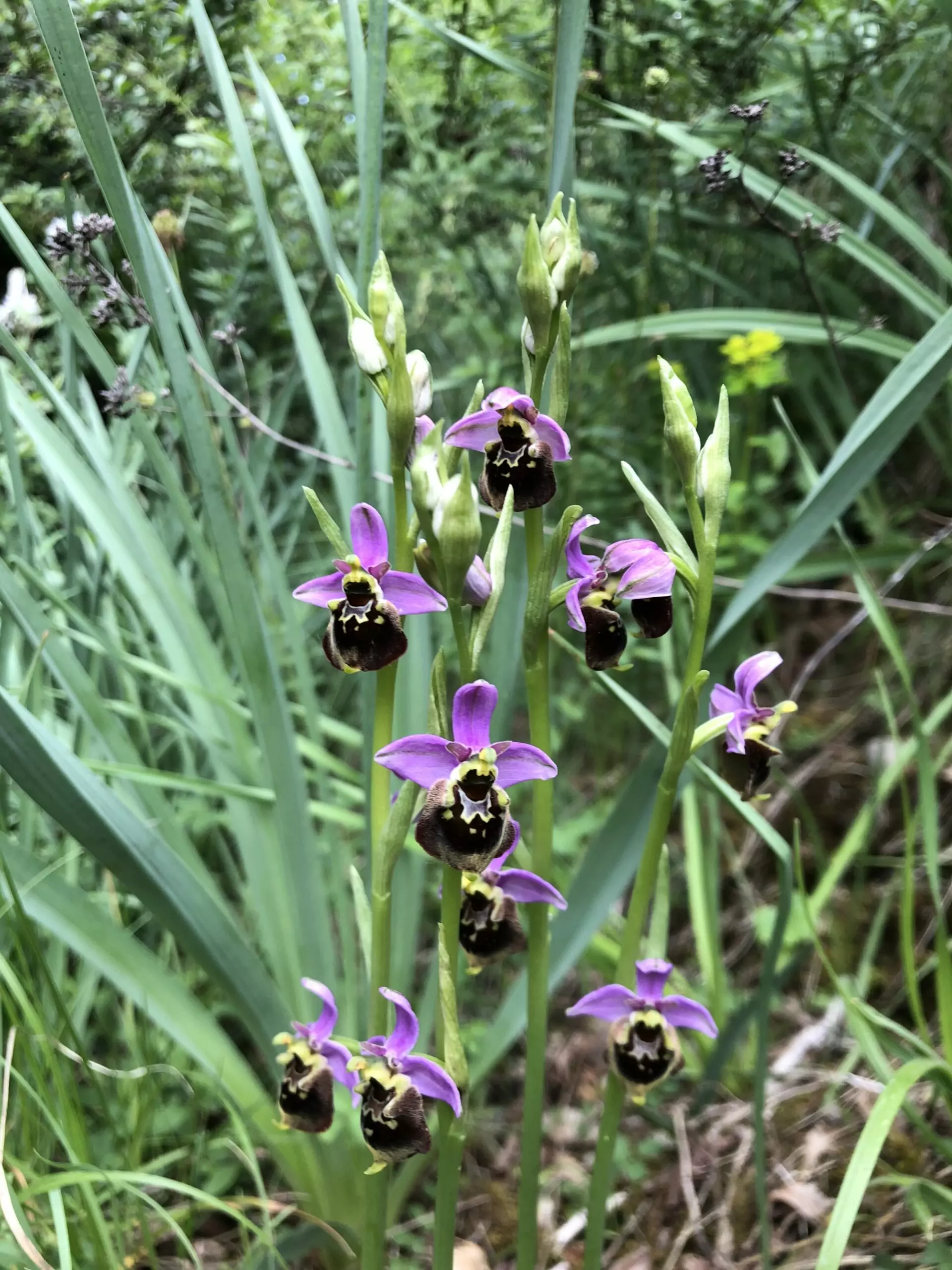 A la rencontre des orchidées sauvages – Image 7