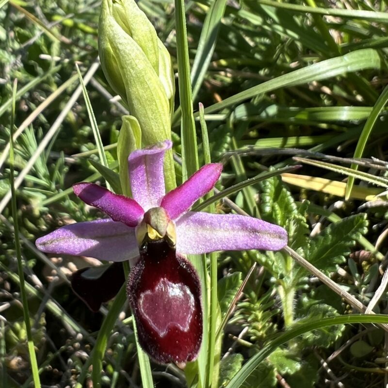 A la rencontre des orchidées sauvages