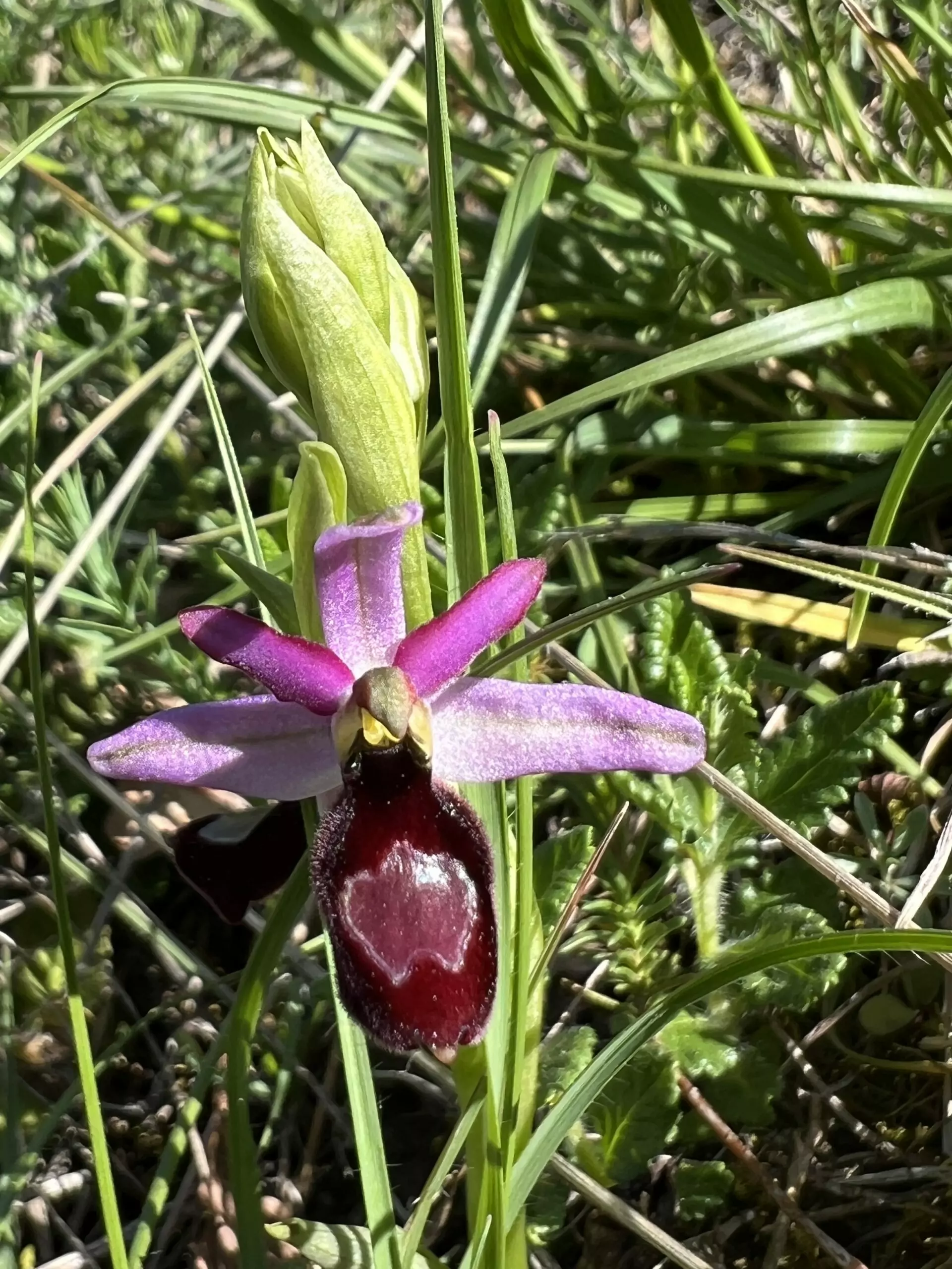 ophrys