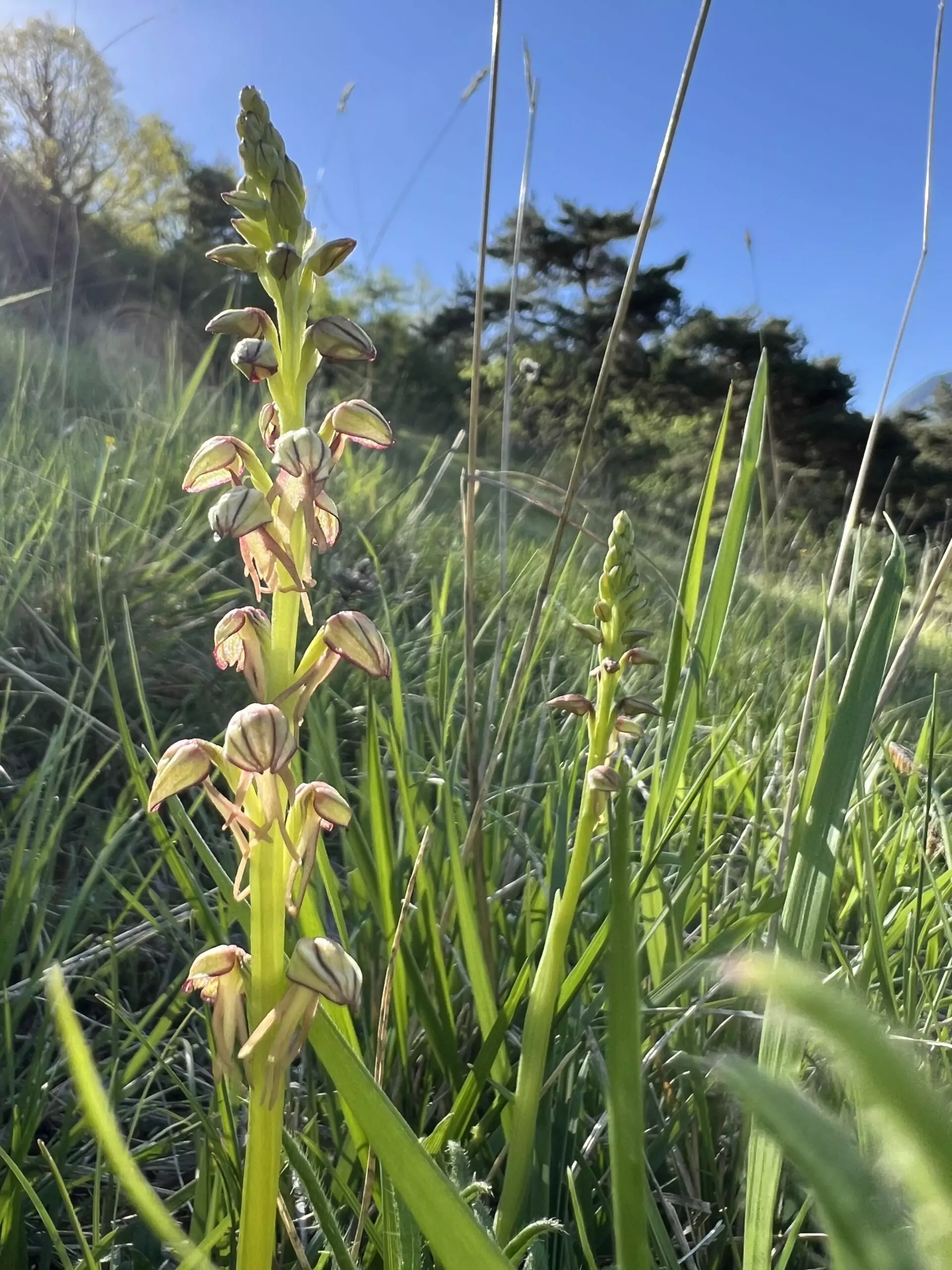 A la rencontre des orchidées sauvages – Image 15