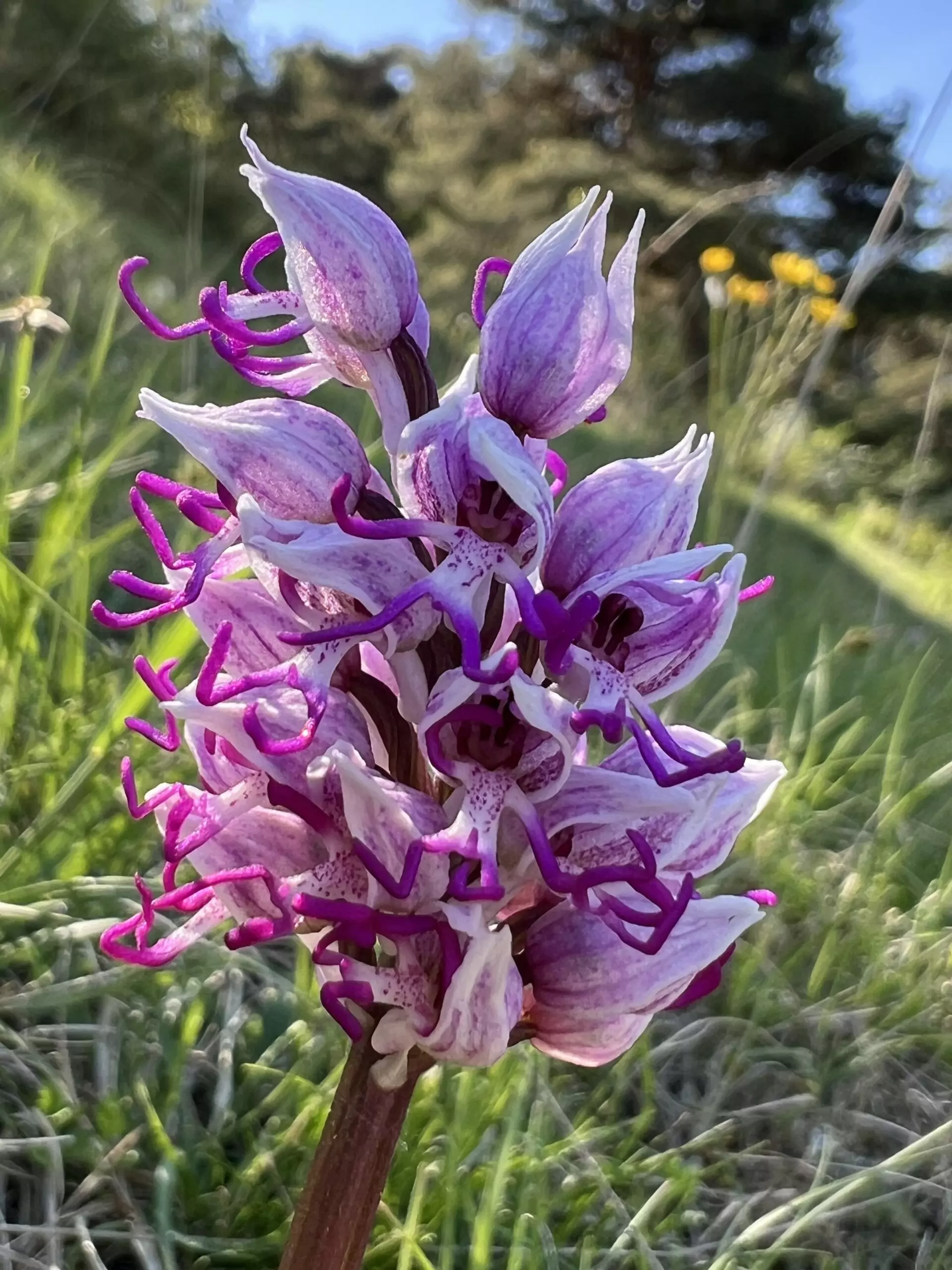A la rencontre des orchidées sauvages – Image 16