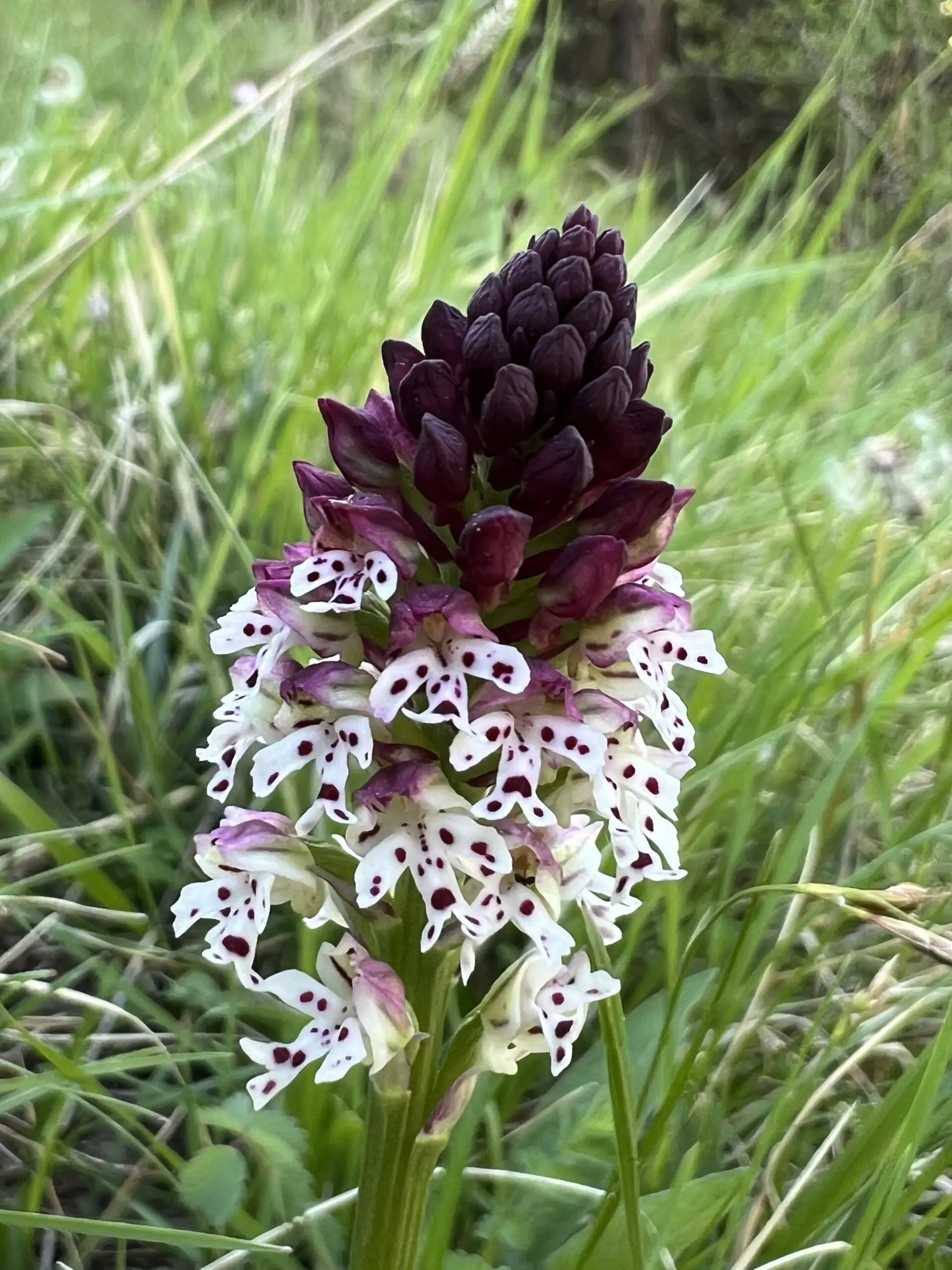 A la rencontre des orchidées sauvages – Image 17