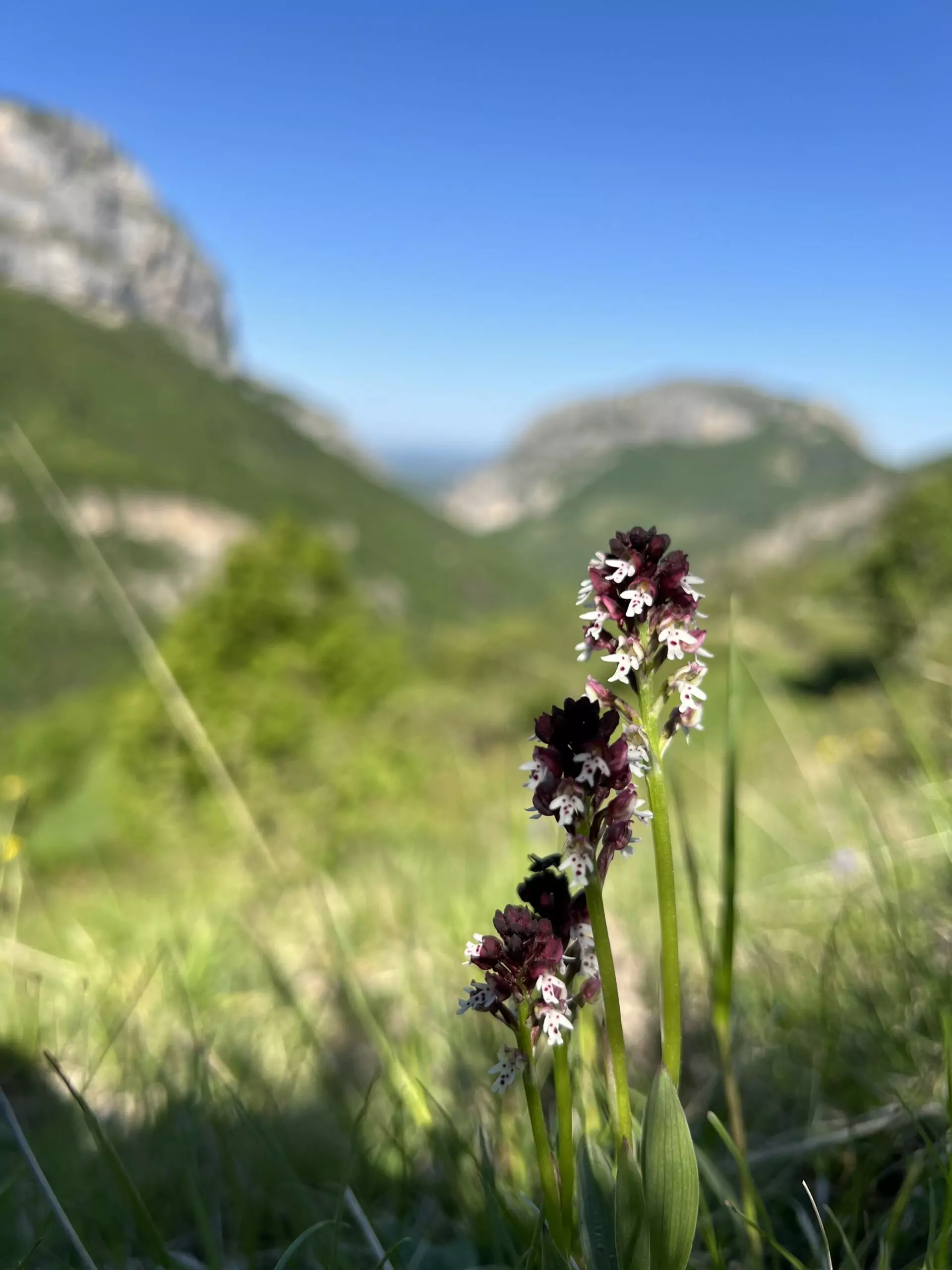 A la rencontre des orchidées sauvages – Image 18