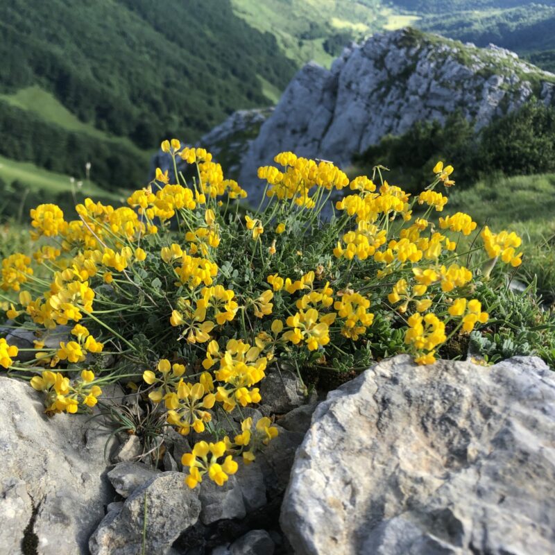 A la rencontre de la flore du Vercors